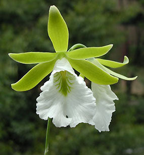 Encyclia mariae - Orchid Gene