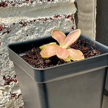 Load image into Gallery viewer, Bloomify Live Pinguicula &quot;Fumiko&quot; – Rare Mexican Butterwort Hybrid with Rosy-Lavender Leaves, Carnivorous &amp; Compact, Easy to Grow

