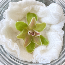 Load image into Gallery viewer, Pinguicula ehlersiae 'Cotton Candy' – Live Pink Mexican Butterwort
