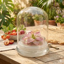 Load image into Gallery viewer, Bloomify Live Pinguicula “Fumiko” (Rosy-Lavender Mexican Butterwort Hybrid) in Glass Terrarium – Zero-Care Carnivorous Plant, Natural Gnat Control, Pet-Safe Mini Terrarium Gift for Dreamy Plant Lovers
