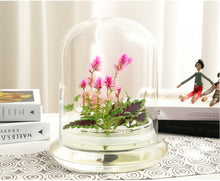Load image into Gallery viewer, Live Celosia &amp; Coleus, Assembled Flower Terrarium, Jumbo Size, 1 + 1 &gt; 2
