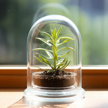 Load image into Gallery viewer, Bloomify Glass Large Dome – 3.5 x 3.5 x 4.3 Inches – Premium Anti-Fog Glass Cloche Bell Jar with Base - Perfect for Home Decor, Tabletop Displays, Terrariums, and Creative Projects (No Plants)
