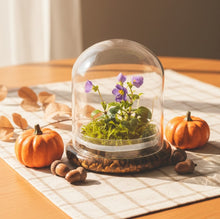 Load image into Gallery viewer, Persian Violet (Exacum Affine) with Sundew Moss, All Season Flowering, Dome Glass
