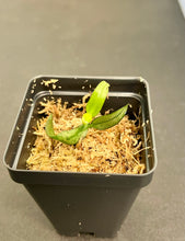 Load image into Gallery viewer, Phalaenopsis celebensis,star-shaped, snow-white orchid, potted
