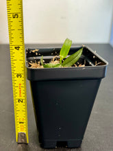 Load image into Gallery viewer, Phalaenopsis celebensis,star-shaped, snow-white orchid, potted
