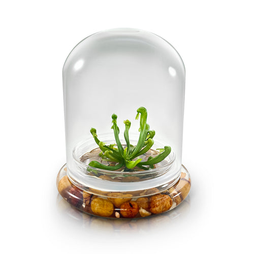 Bloomify Terrarium Cobra Lily–Carnivorous Live Pitcher Plant– Self-Growing – Zero Maintenance Terrarium Plants – Long-Lasting Carnivorous Plants Live - Ecosystem Terrarium – Darlingtonia Californica, Cobra Orchid. - Orchid Gene