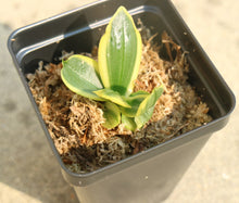 Load image into Gallery viewer, Bloomify Live Phalaenopsis amabilis (White Moth Orchid)-Elegant Indoor Blooming Plant, Easy Care Houseplant, Beginner-Friendly
