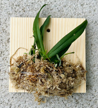Load image into Gallery viewer, Bloomify Live Thrixspermum saruwatarii – Rare Miniature Orchid with Starry White Blooms and Delicate Cascading Sprays
