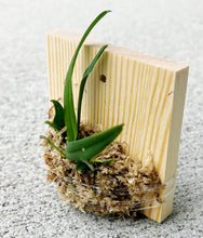 Load image into Gallery viewer, Bloomify Live Thrixspermum saruwatarii – Rare Miniature Orchid with Starry White Blooms and Delicate Cascading Sprays
