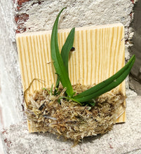 Load image into Gallery viewer, Bloomify Live Thrixspermum saruwatarii – Rare Miniature Orchid with Starry White Blooms and Delicate Cascading Sprays
