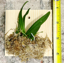 Load image into Gallery viewer, Bloomify Live Thrixspermum saruwatarii – Rare Miniature Orchid with Starry White Blooms and Delicate Cascading Sprays
