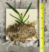 Load image into Gallery viewer, Bloomify Live Vanda falcata ‘Red Jewel’ – Rare Miniature Orchid with Brilliant Ruby-Red Blooms and Elegant Compact Form
