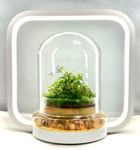 Load image into Gallery viewer, Bloomify Persian Violet lived in Terrarium Jar, real plants, a small oasis of greenery in the city, easy to grow and requiring minimal care, is a source of happiness in the home - Orchid Gene
