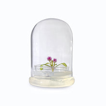 Load image into Gallery viewer, Bloomify Glass Middle Dome – 2.5 x 2.5 x 3.2 Inches – Premium Anti-Fog Glass Cloche with Base – Perfect for Home Décor, Tabletop Displays, Terrariums, and DIY Projects (No Plants) - Orchid Gene
