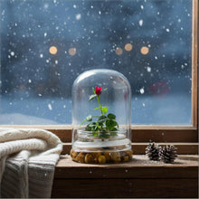 Load image into Gallery viewer, Live Rose Terrarium, Miniature Rose in Self Sustaining Glass Jar, Maintenance Free, Great Unique Gift and Home Décor, 100% Growth Guarantee
