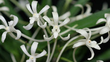 Load image into Gallery viewer, Flowering-size, Vanda falcata var. armanii &#39;White Snow&#39; x self (30 DAYS Healthy Plant Guarantee)
