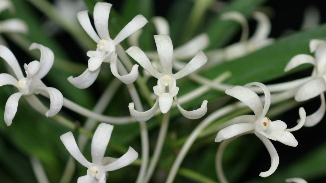 Flowering-size, Vanda falcata var. armanii 'White Snow' x self (30 DAYS Healthy Plant Guarantee)