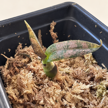 Load image into Gallery viewer, Oeceoclades roseovariegata – Orchid with Pink &amp; Silver Patterned Foliage
