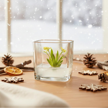 Load image into Gallery viewer, Orchid Bonsai, Psygmorchis Pusilla, Open Pot Design, Beautiful Glass Votive
