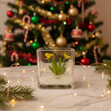 Load image into Gallery viewer, Orchid Bonsai, Psygmorchis Pusilla, Open Pot Design, Beautiful Glass Votive
