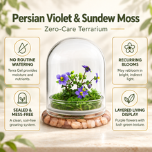 Load image into Gallery viewer, Infographic showing Persian violet and sundew moss zero-care terrarium features, including Terra Gel, recurring blooms, and a sealed soil-free system
