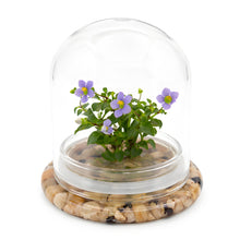 Load image into Gallery viewer, Persian violet zero-care live plant terrarium in a sealed glass dome on a white background
