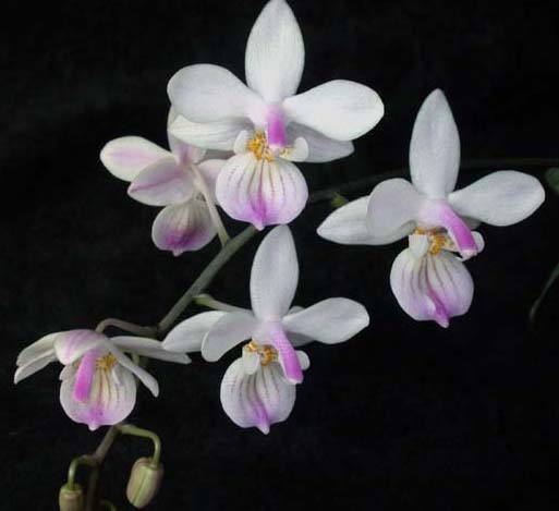 Phalaenopsis Lindenii, White to Pale Pink Flowers, potted