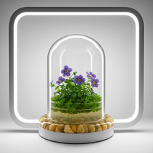 Load image into Gallery viewer, Bloomify Persian Violet lived in Terrarium Jar, real plants, a small oasis of greenery in the city, easy to grow and requiring minimal care, is a source of happiness in the home
