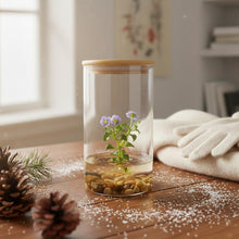 Load image into Gallery viewer, Persian Violet (Exacum Affine), Rare Violet Flower Terrarium, Anniversary Gift
