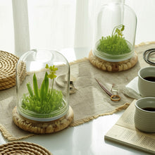Load image into Gallery viewer, Bloomify Glass Dome Set – Large, Medium, and Small Domes – Premium Anti-Fog Glass Cloche Bell Jars with Base – Elevate Your Space with Timeless Elegance for Home Décor, Tabletop Displays, and Terrariums (No Plants)
