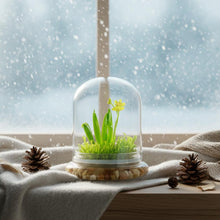 Load image into Gallery viewer, Everlasting Orchid Terrarium with Sundew Moss - Psygmorchis Pusilla – Self growing, Maintenance free, Unique Gift.
