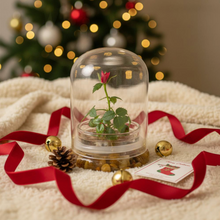 Load image into Gallery viewer, Live Rose Terrarium, Miniature Rose in Self Sustaining Glass Jar, Maintenance Free, Great Unique Gift and Home Décor, 100% Growth Guarantee
