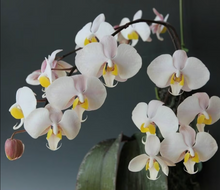 Load image into Gallery viewer, Phalaenopsis philippinensis
