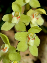 Load image into Gallery viewer, Chiloschista segawai, pale green or yellow flowers, Leafless Orchid
