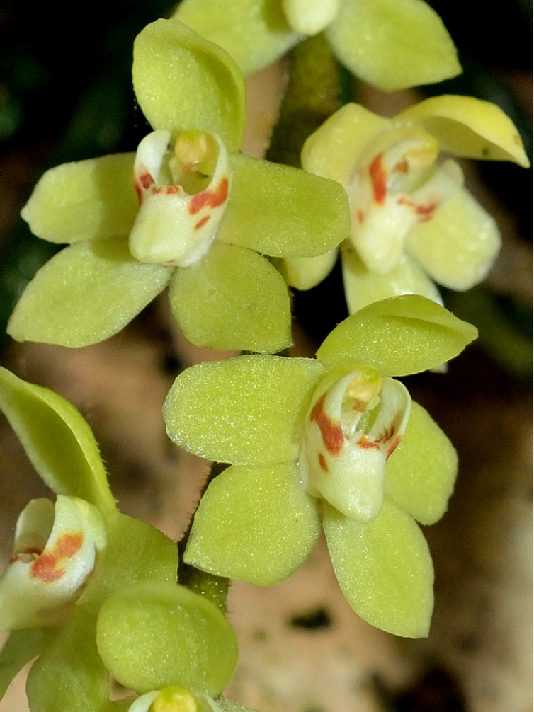 Chiloschista segawai, pale green or yellow flowers, Leafless Orchid