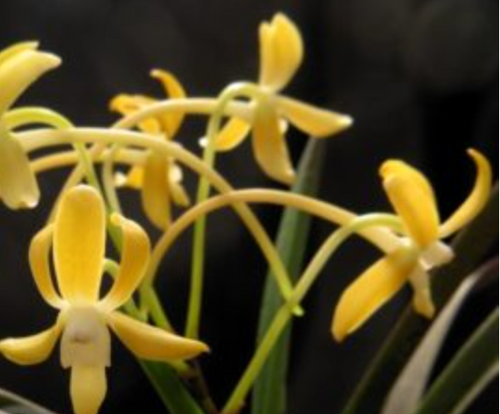 Neofinetia Falcata 'Koka' x self, Wood Mount - Orchid Gene