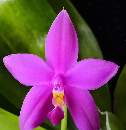 Phalaenopsis violacea var. (coerulea x indigo) x sib, hybrid orchid, potted - Orchid Gene