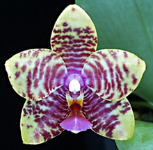 Load image into Gallery viewer, Flowering-size, Phalaenopsis Texas Mist &#39;S.S.Lee&#39; HCC/AOS - Orchid Gene
