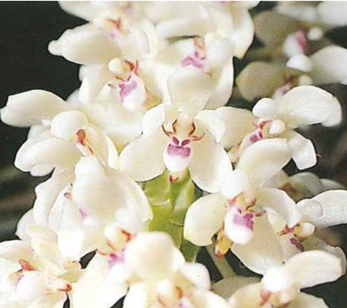 Tuberolabium kotoense x sib, Compact Orchid with Fragrant Star-Shaped Blooms - Orchid Gene