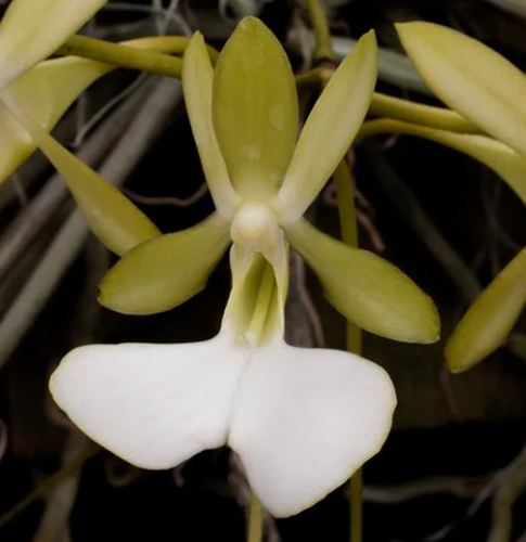 Dendrophylax fawcetti, Cayman Ghost Orchid, White Flowering, Leafless - Orchid Gene