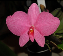 Load image into Gallery viewer, Sophronitis Wittigiana, Wittig&#39;s Sophronitis, Pink Flower Orchid - Orchid Gene
