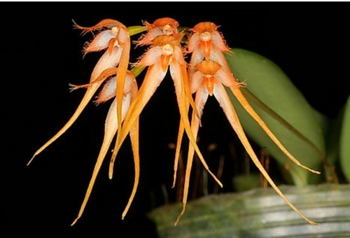 Bulbophyllum Taiwanense: Rare Orchid, Exotic Speckled Blooms, Compact Houseplant, Glossy Leaves, Year-Round Flowers, Easy Care - Orchid Gene