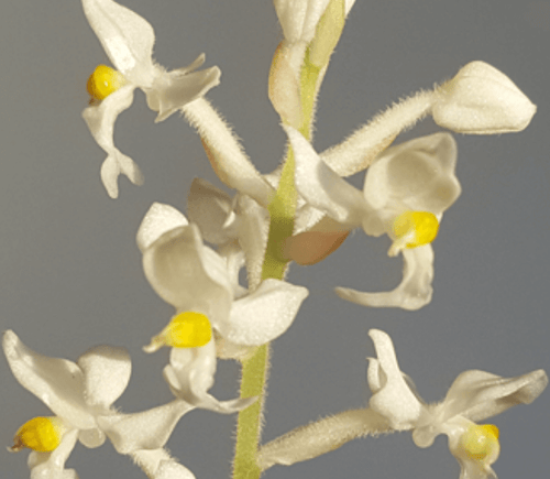 Ludisia Discolor alba (White Jewel Orchid), Pale Green Leaves, Silver Veins - Orchid Gene