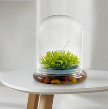 Load image into Gallery viewer, Bloomify Glass Large Dome – 3.5 x 3.5 x 4.3 Inches – Premium Anti-Fog Glass Cloche Bell Jar with Base - Perfect for Home Decor, Tabletop Displays, Terrariums, and Creative Projects (No Plants) - Orchid Gene
