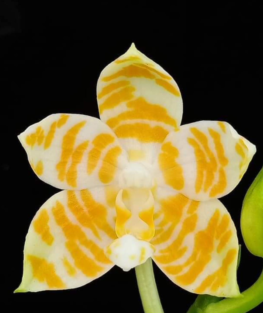 洋蘭原種］極希少種 Phal. celebensis yellow 洋蘭原種］Phal