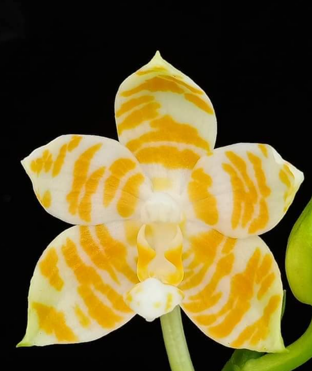 Flowering-size, Phalaenopsis KS Super Zebra ‘Golden Zebra’ – Striking Golden-Yellow Striped Orchid, Easy to Grow & Exceptionally Showy
