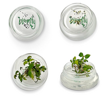 Load image into Gallery viewer, Nutritious terra gel terrarium, Seed Germination Helper, Zero maintenance, Interactive glass terrarium, Gift with educational value for children
