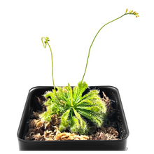 Load image into Gallery viewer, Large Size Spoon-leaved Sundew Plant. 2” Diameter, Drosera Spatulata, Carnivorous Plant
