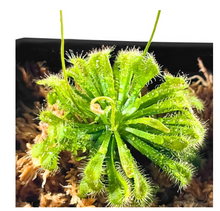 Load image into Gallery viewer, Large Size Spoon-leaved Sundew Plant. 2” Diameter, Drosera Spatulata, Carnivorous Plant
