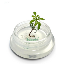 Load image into Gallery viewer, Nutritious terra gel terrarium, Seed Germination Helper, Zero maintenance, Interactive glass terrarium, Gift with educational value for children
